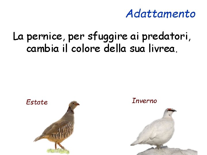 Adattamento La pernice, per sfuggire ai predatori, cambia il colore della sua livrea. Estate