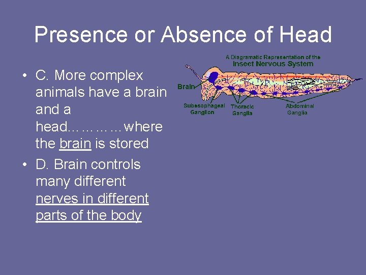 Presence or Absence of Head • C. More complex animals have a brain and