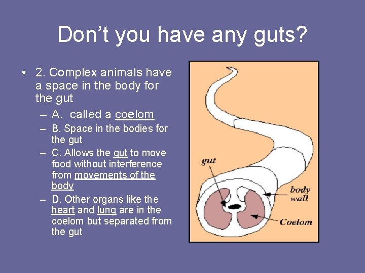 Don’t you have any guts? • 2. Complex animals have a space in the