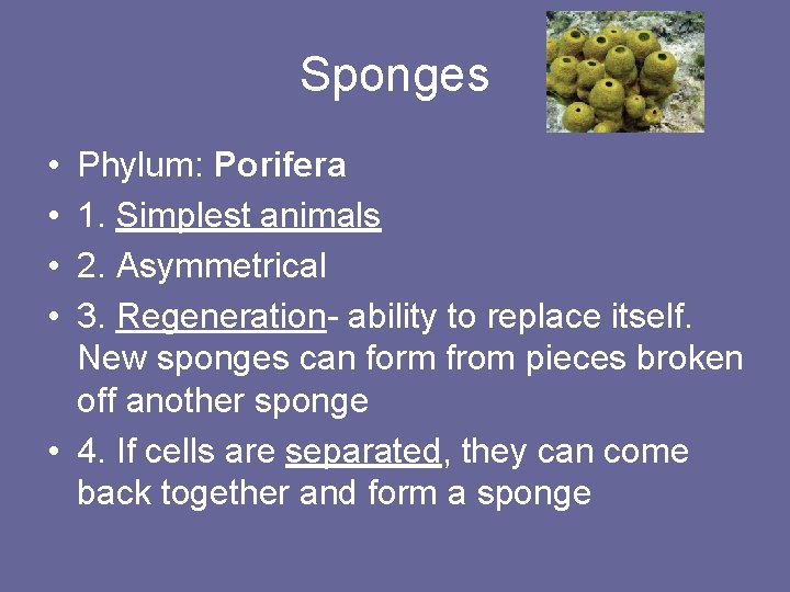 Sponges • • Phylum: Porifera 1. Simplest animals 2. Asymmetrical 3. Regeneration- ability to