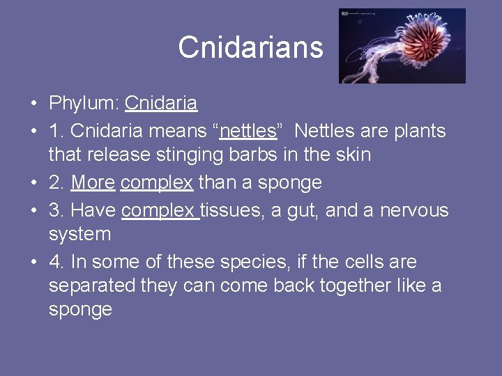 Cnidarians • Phylum: Cnidaria • 1. Cnidaria means “nettles” Nettles are plants that release