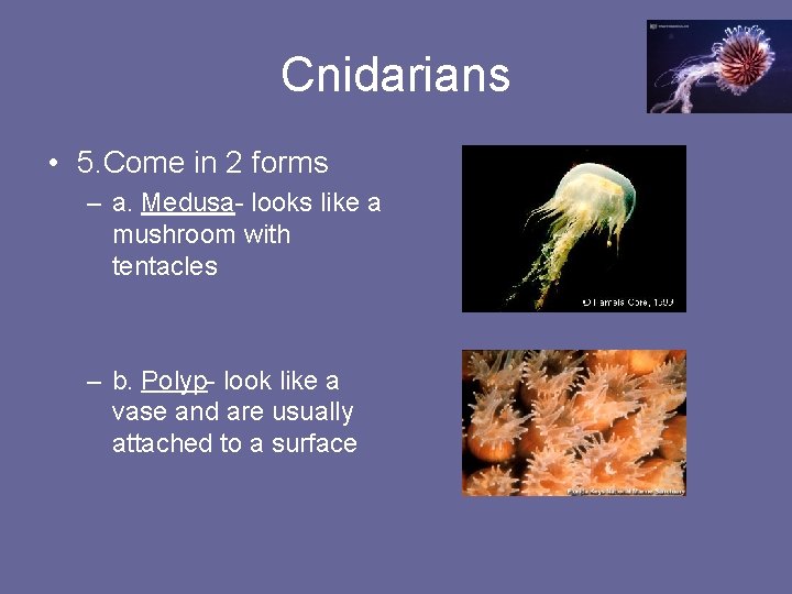 Cnidarians • 5. Come in 2 forms – a. Medusa- looks like a mushroom