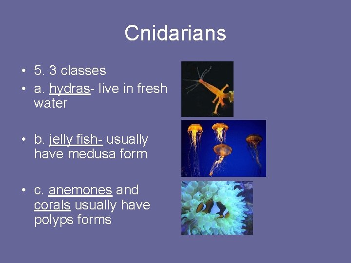 Cnidarians • 5. 3 classes • a. hydras- live in fresh water • b.