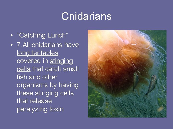 Cnidarians • “Catching Lunch” • 7. All cnidarians have long tentacles covered in stinging
