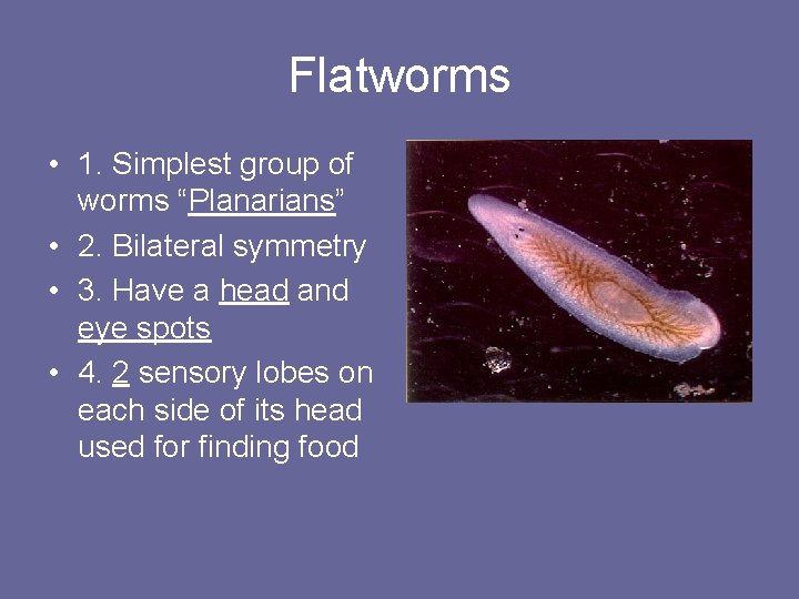 Flatworms • 1. Simplest group of worms “Planarians” • 2. Bilateral symmetry • 3.