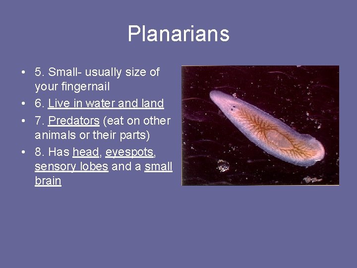 Planarians • 5. Small- usually size of your fingernail • 6. Live in water
