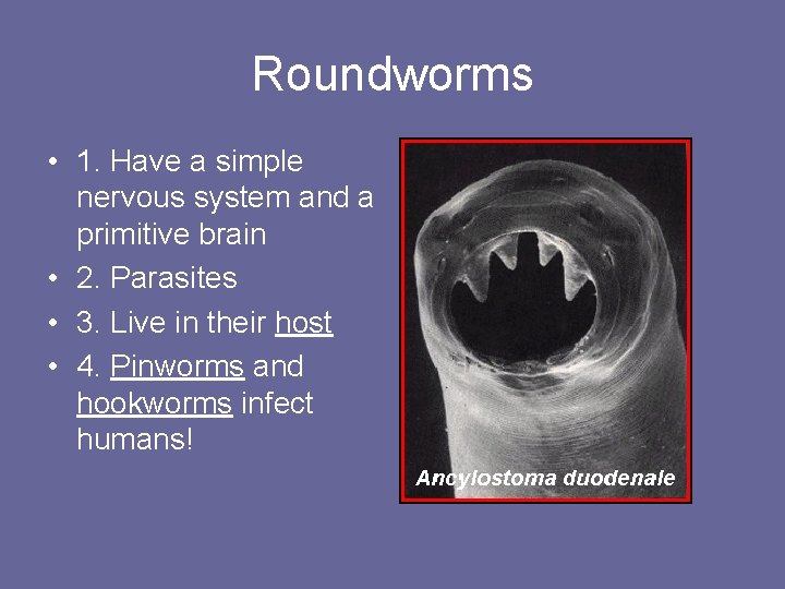 Roundworms • 1. Have a simple nervous system and a primitive brain • 2.