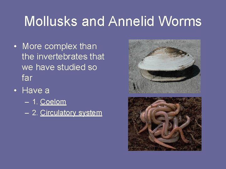 Mollusks and Annelid Worms • More complex than the invertebrates that we have studied