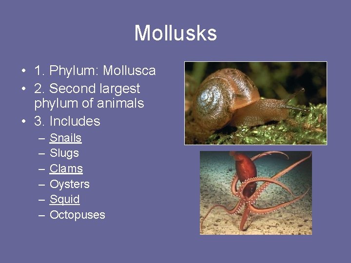 Mollusks • 1. Phylum: Mollusca • 2. Second largest phylum of animals • 3.