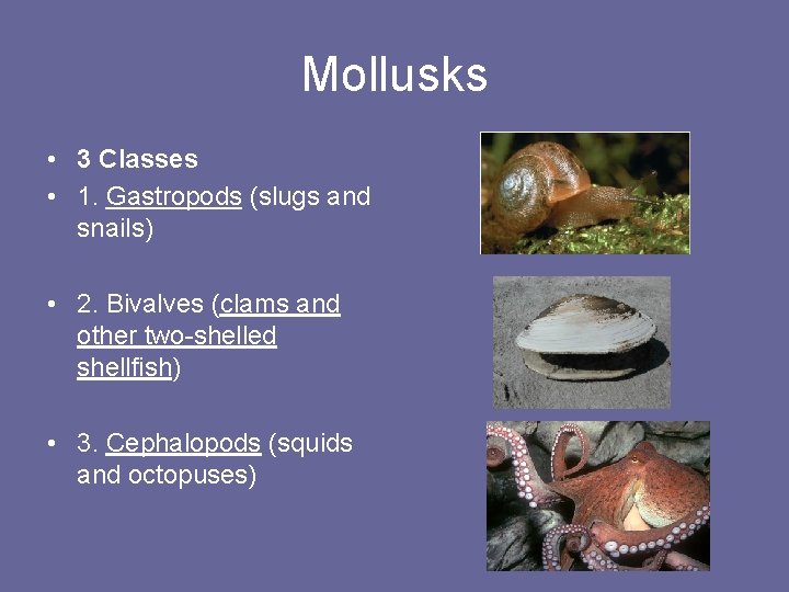 Mollusks • 3 Classes • 1. Gastropods (slugs and snails) • 2. Bivalves (clams