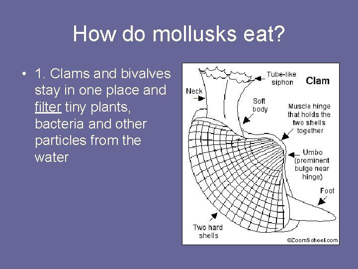 How do mollusks eat? • 1. Clams and bivalves stay in one place and