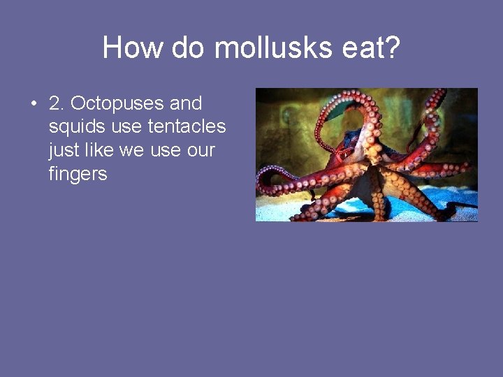 How do mollusks eat? • 2. Octopuses and squids use tentacles just like we