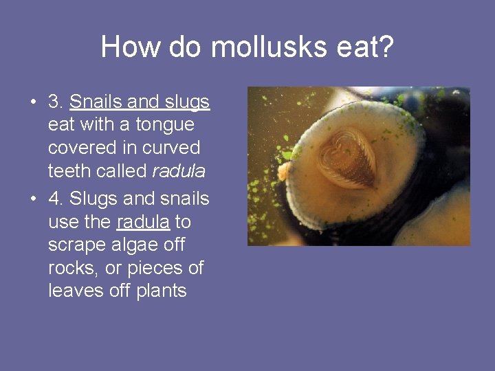 How do mollusks eat? • 3. Snails and slugs eat with a tongue covered