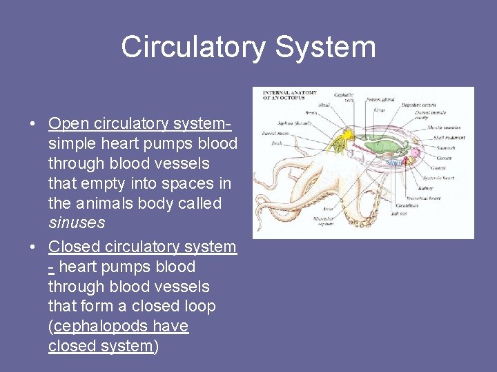Circulatory System • Open circulatory systemsimple heart pumps blood through blood vessels that empty