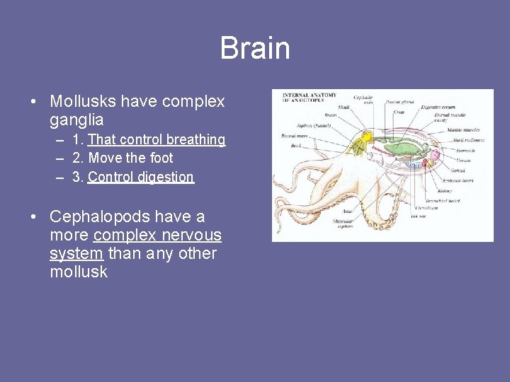 Brain • Mollusks have complex ganglia – 1. That control breathing – 2. Move