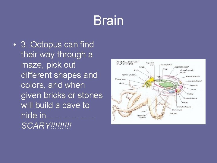 Brain • 3. Octopus can find their way through a maze, pick out different