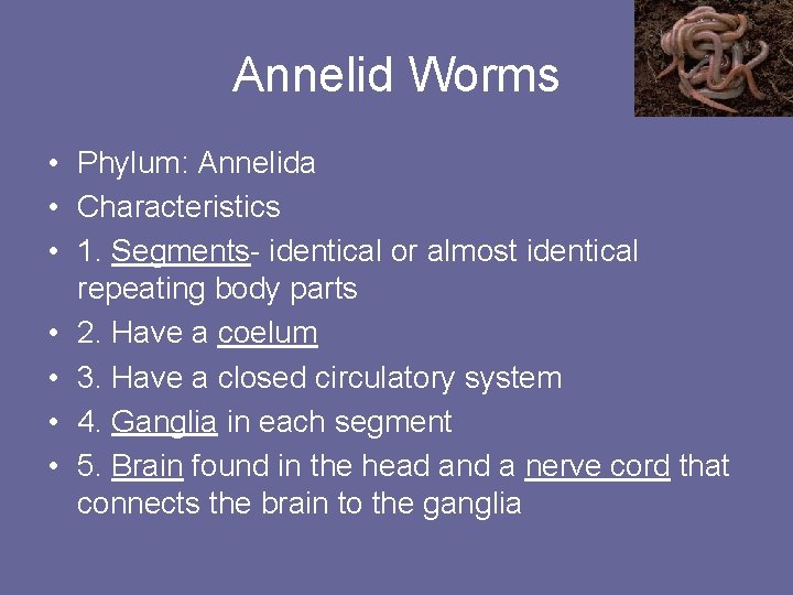 Annelid Worms • Phylum: Annelida • Characteristics • 1. Segments- identical or almost identical