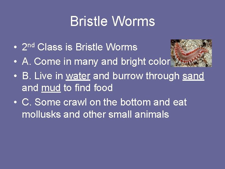 Bristle Worms • 2 nd Class is Bristle Worms • A. Come in many