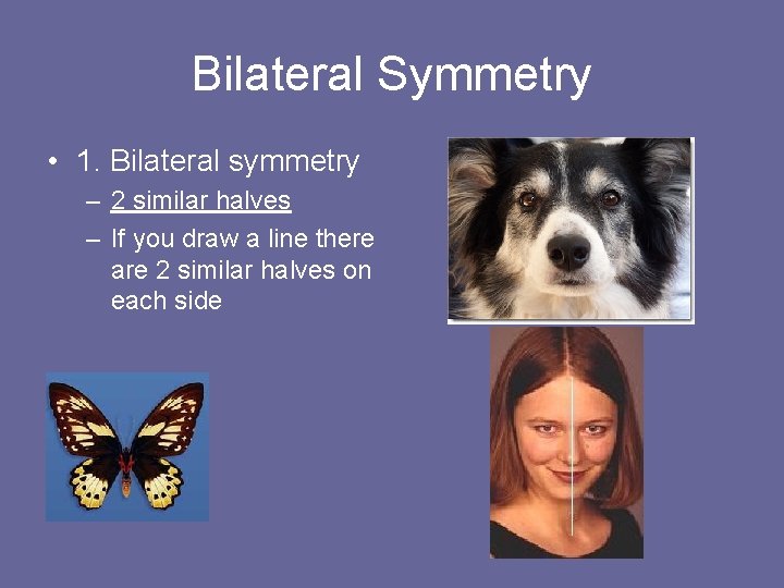Bilateral Symmetry • 1. Bilateral symmetry – 2 similar halves – If you draw