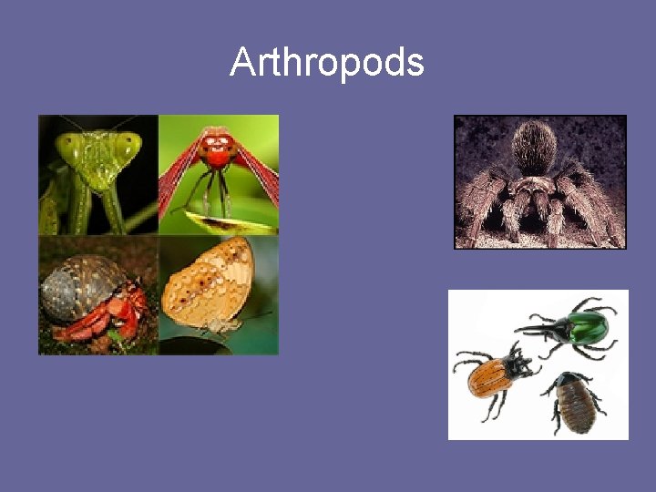 Arthropods 