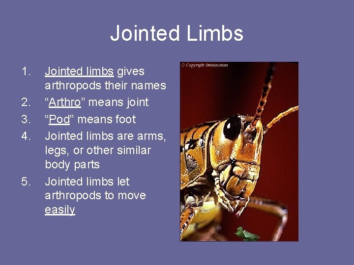 Jointed Limbs 1. 2. 3. 4. 5. Jointed limbs gives arthropods their names “Arthro”