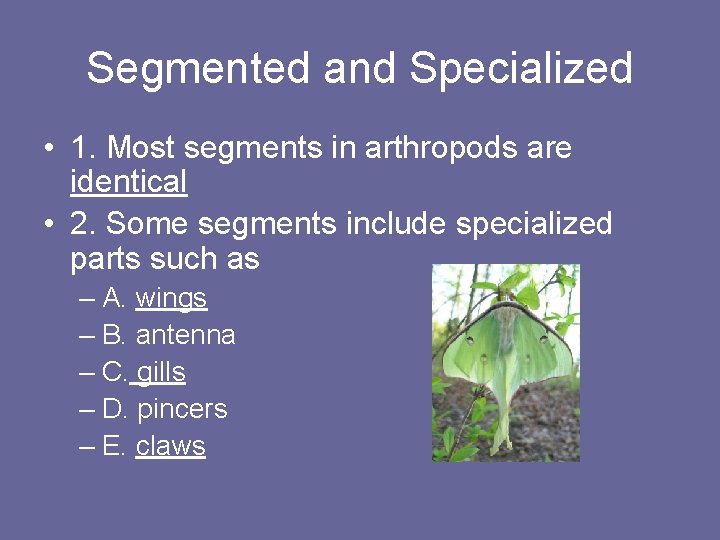 Segmented and Specialized • 1. Most segments in arthropods are identical • 2. Some