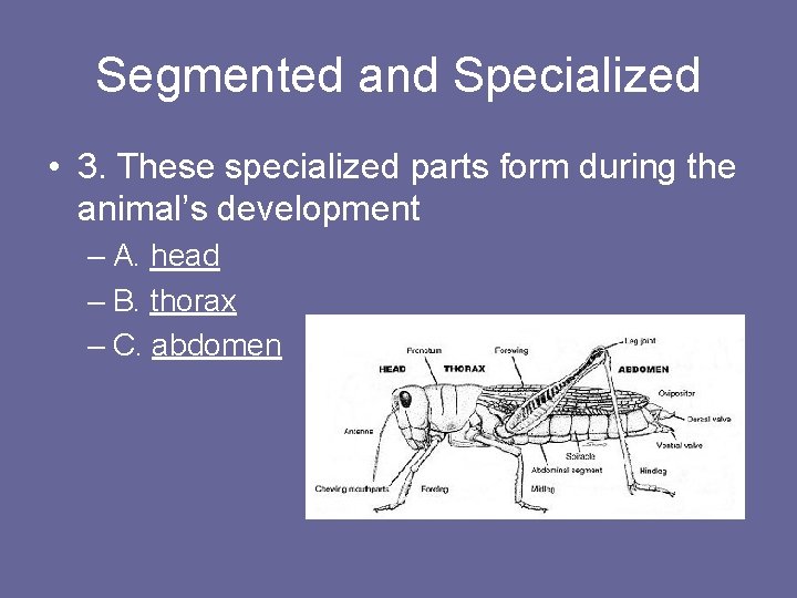 Segmented and Specialized • 3. These specialized parts form during the animal’s development –