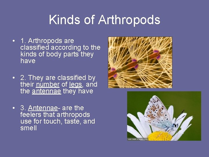 Kinds of Arthropods • 1. Arthropods are classified according to the kinds of body