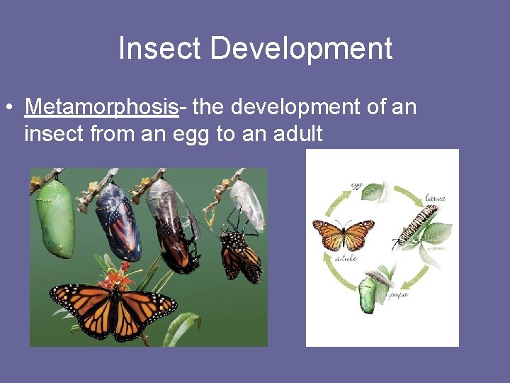 Insect Development • Metamorphosis- the development of an insect from an egg to an