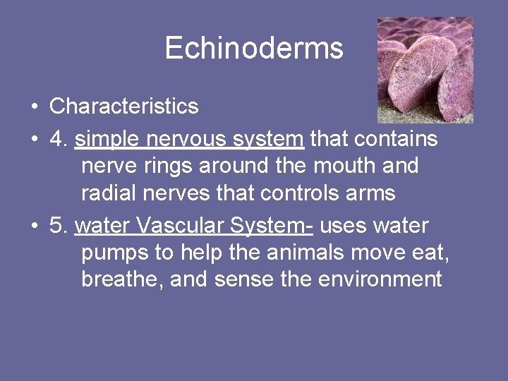 Echinoderms • Characteristics • 4. simple nervous system that contains nerve rings around the