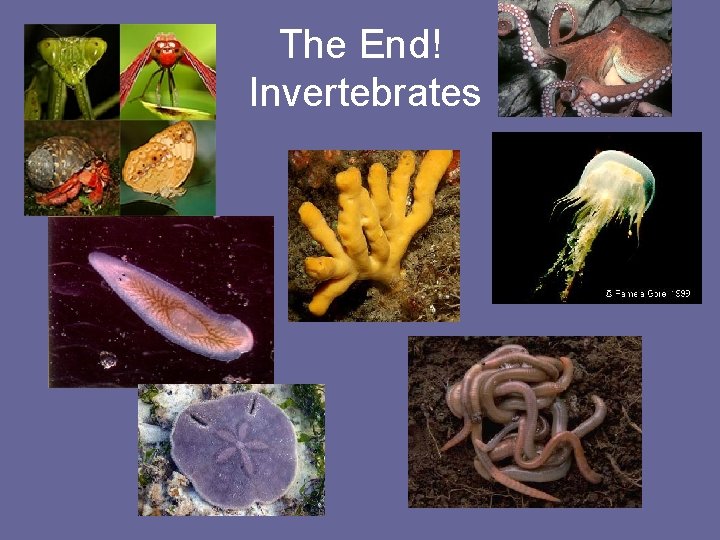 The End! Invertebrates 