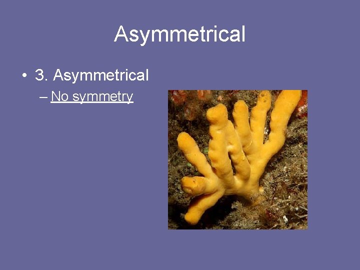 Asymmetrical • 3. Asymmetrical – No symmetry 