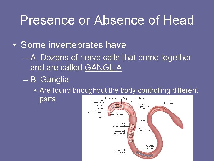 Presence or Absence of Head • Some invertebrates have – A. Dozens of nerve