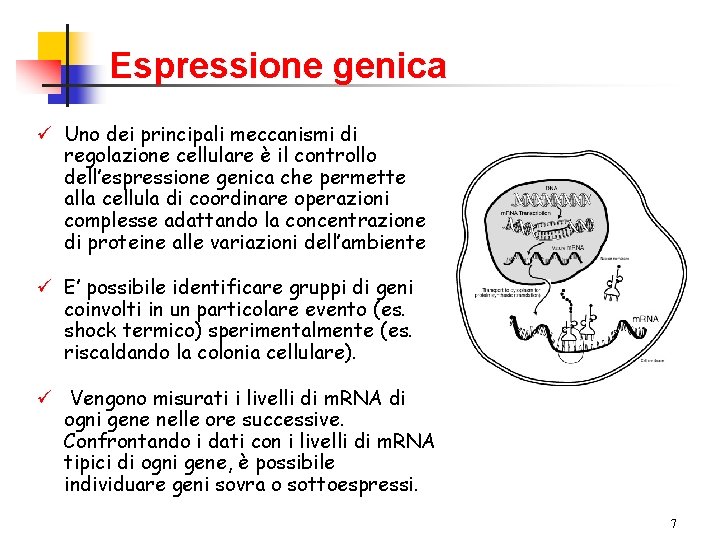 Espressione genica ü Uno dei principali meccanismi di regolazione cellulare è il controllo dell’espressione