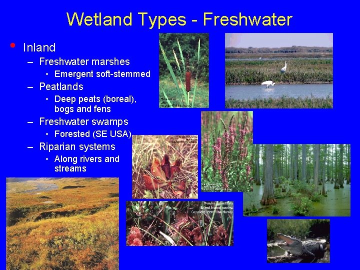 Wetland Types - Freshwater • Inland – Freshwater marshes • Emergent soft-stemmed – Peatlands