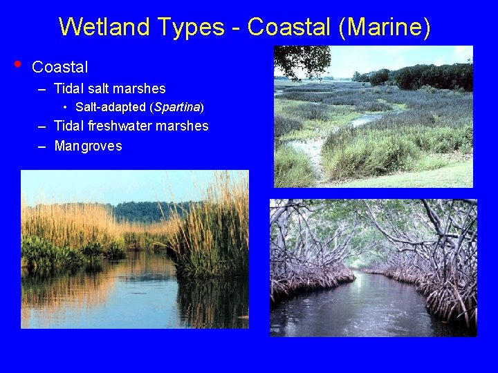 Wetland Types - Coastal (Marine) • Coastal – Tidal salt marshes • Salt-adapted (Spartina)