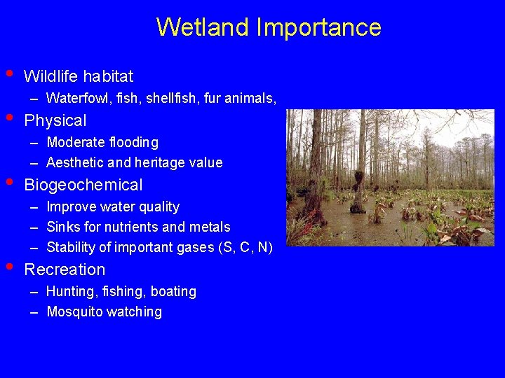 Wetland Importance • • Wildlife habitat – Waterfowl, fish, shellfish, fur animals, Physical –
