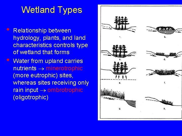 Wetland Types • • Relationship between hydrology, plants, and land characteristics controls type of