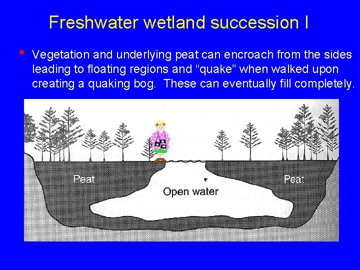 Freshwater wetland succession I • Vegetation and underlying peat can encroach from the sides