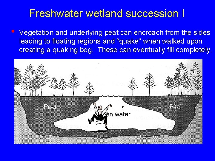 Freshwater wetland succession I • Vegetation and underlying peat can encroach from the sides