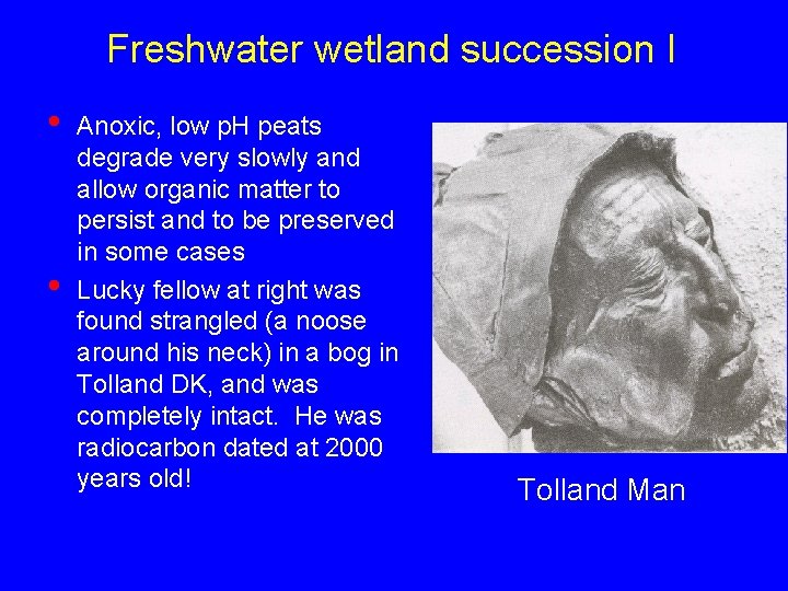 Freshwater wetland succession I • • Anoxic, low p. H peats degrade very slowly