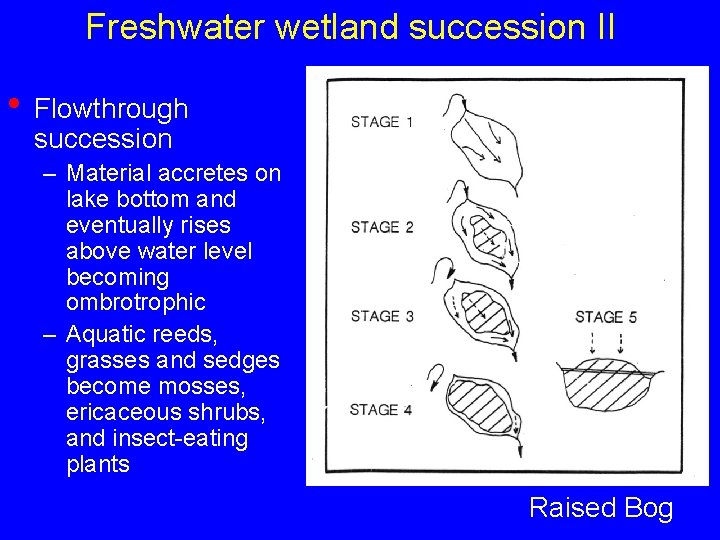 Freshwater wetland succession II • Flowthrough succession – Material accretes on lake bottom and