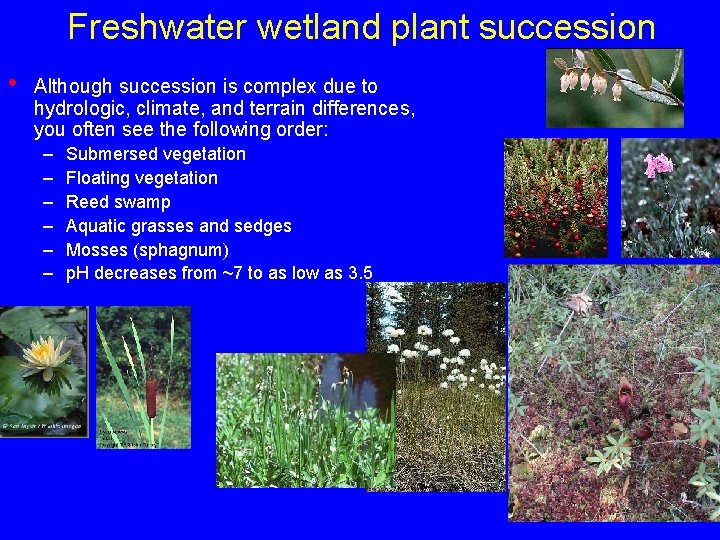 Freshwater wetland plant succession • Although succession is complex due to hydrologic, climate, and