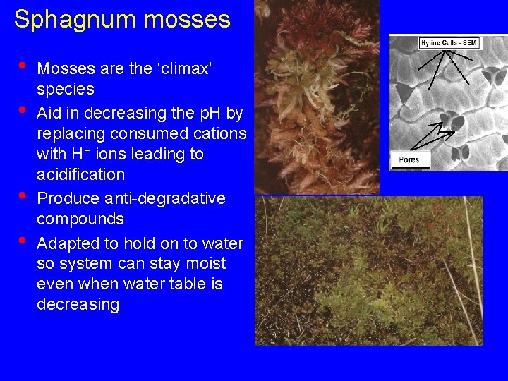 Sphagnum mosses • • Mosses are the ‘climax’ species Aid in decreasing the p.