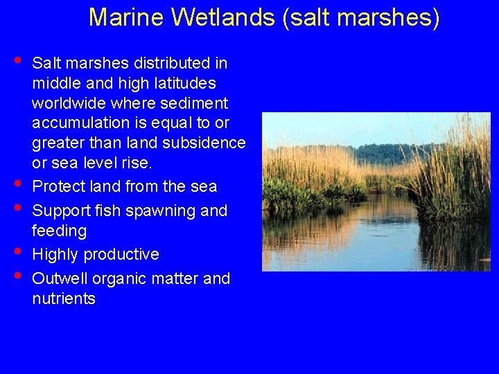 Marine Wetlands (salt marshes) • • • Salt marshes distributed in middle and high