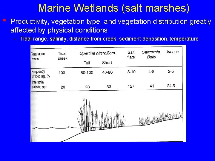 Marine Wetlands (salt marshes) • Productivity, vegetation type, and vegetation distribution greatly affected by