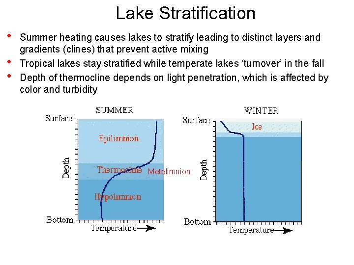 Lake Stratification • • • Summer heating causes lakes to stratify leading to distinct