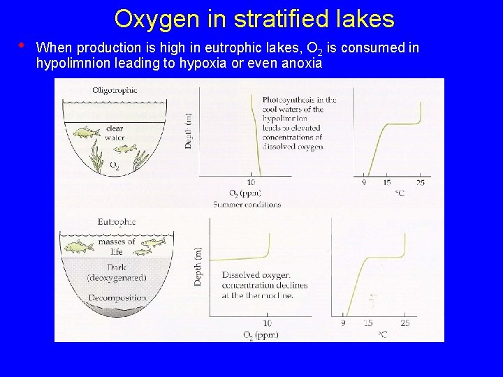 Oxygen in stratified lakes • When production is high in eutrophic lakes, O 2