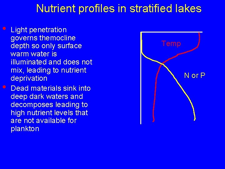 Nutrient profiles in stratified lakes • • Light penetration governs themocline depth so only