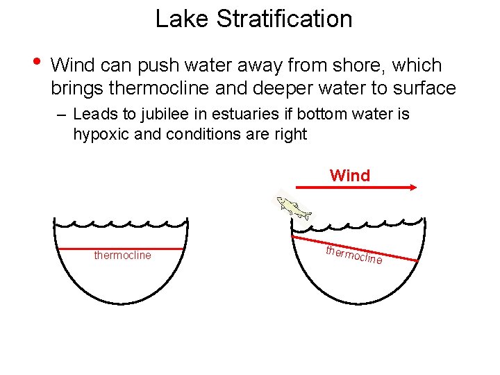 Lake Stratification • Wind can push water away from shore, which brings thermocline and